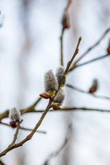 colorful spring bushes in latvian countryside