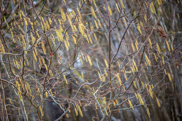 colorful spring bushes in latvian countryside