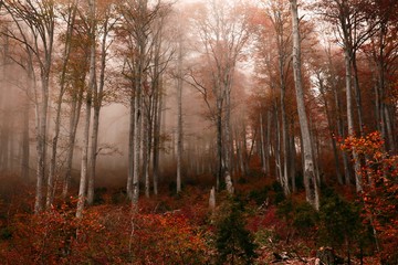 Autumn forest nature. Vivid morning in colorful forest with sun rays through branches of trees. Scenery of nature with sunlight.savsat/ARTVİN/TURKEY