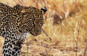 Close-up Leopard panthera pardus head face long whiskers green eyes intent look copy space Samburu National Reserve Kenya East Africa big five cat