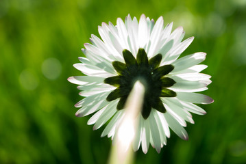 Daisy persistent and widespread growth, heralding the arrival of spring to our gardens, has resulted in children using its flowers to make necklaces and adults desperately trying to rid `weed`.
