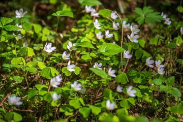 white spring flowers on natural green meadow background