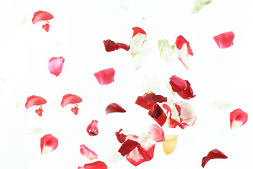 abstract background of pink petals.photo with place for text
