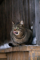 Obraz premium cat in an old wooden building in winter