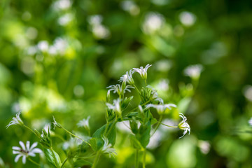 white spring flowers on natural green meadow background