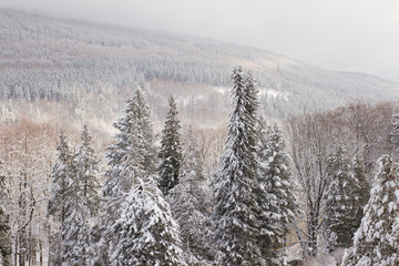 Winter view, trees covered with snow