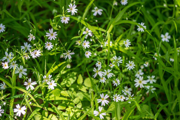 white spring flowers on natural green meadow background