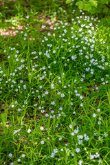 white spring flowers on natural green meadow background