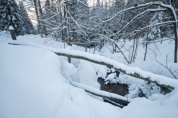 Winter view, trees covered with snow