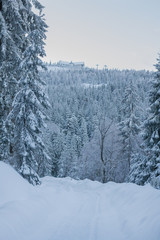 Winter view, trees covered with snow