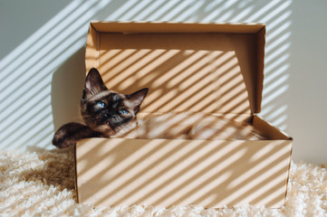 Resting a cat in its carton box. Siamese cat boss. Apathetic and sleepy animal. Funny photo....