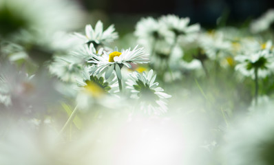 Daisy persistent and widespread growth, heralding the arrival of spring to our gardens, has resulted in children using its flowers to make necklaces and adults desperately trying to rid `weed`.