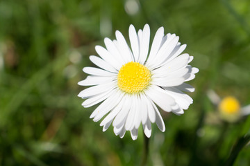 Daisy persistent and widespread growth, heralding the arrival of spring to our gardens, has resulted in children using its flowers to make necklaces and adults desperately trying to rid `weed`.