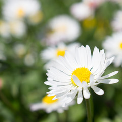 Daisy persistent and widespread growth, heralding the arrival of spring to our gardens, has resulted in children using its flowers to make necklaces and adults desperately trying to rid `weed`.