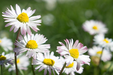 Daisy persistent and widespread growth, heralding the arrival of spring to our gardens, has resulted in children using its flowers to make necklaces and adults desperately trying to rid `weed`.
