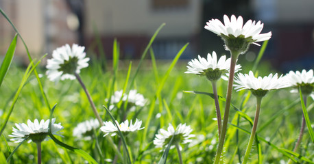 Daisy persistent and widespread growth, heralding the arrival of spring to our gardens, has resulted in children using its flowers to make necklaces and adults desperately trying to rid `weed`.