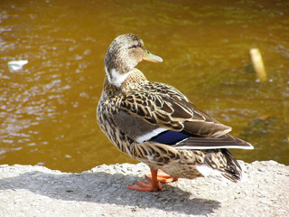 Duck on the shore