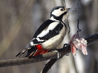 Great spotted woodpecker