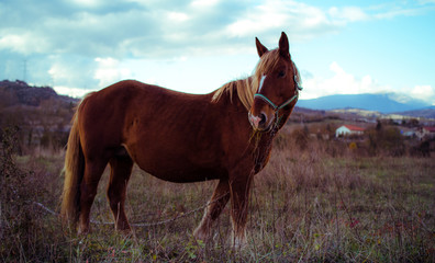 Horse 