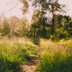 Grassy path at sunrise