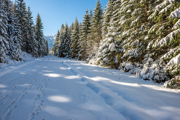 winter in Slovakia Tatra mountains. peaks and trees covered in snow