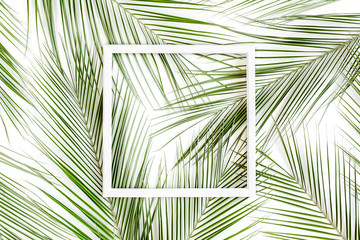 Texture tropical palm leaf with white frame for text on white background. Flat lay, top view