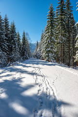 winter in Slovakia Tatra mountains. peaks and trees covered in snow