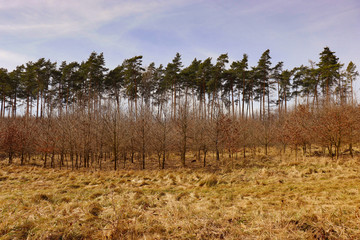 Obraz premium Wild mix tree scenery, Ostrava, Czech Republic