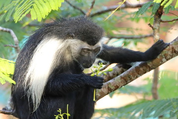 The Angolan colobus monkey looks at a plant in his hand