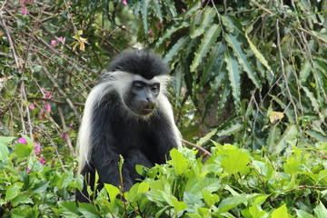 Angolan colobus monkey eats  leaves