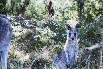 Kangaroos eating