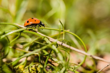 Red ladybird with black dots climbing on green stalk, blurry background, sunny spring day in a meadow