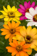 Zinnia Pinwheel Mix