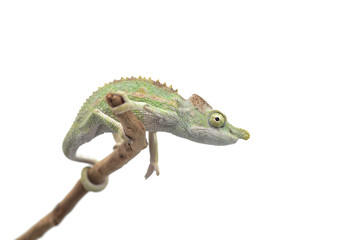 Male Lizard Antimena chameleon isolated on white background