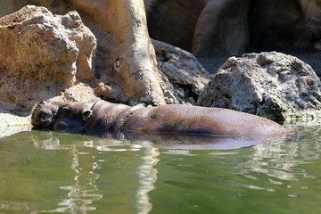 hipopotamo
