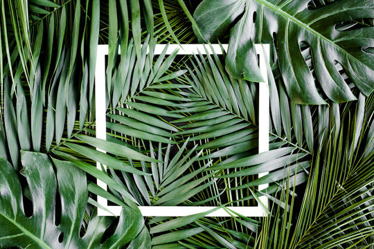 Texture tropical palm leaf with white frame for text. Flat lay, top view