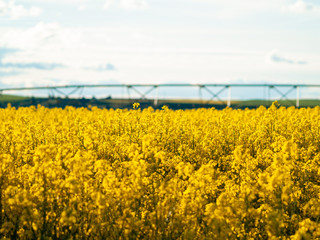 A rapeseed field in bloom (Brassica napus) in spring in Salamanca for the production of rapeseed oil and biodiesel