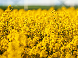 A rapeseed field in bloom (Brassica napus) in spring in Salamanca for the production of rapeseed oil and biodiesel