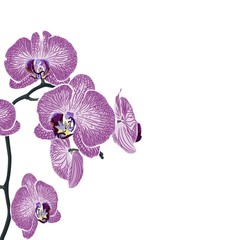 Tropical exotic violet orchid flower branch, elegant card template. Small floral garland.