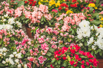 Garden shop. Many colorful flowerpot in the store, close up.