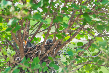 Baby robins raise their heads and beaks and squawk waiting to be fed by their mother after newly hatching in their nest