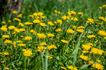 yellow dandelions blooming in summer dat in green meadow