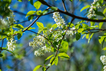 white spring flowers on natural green meadow background