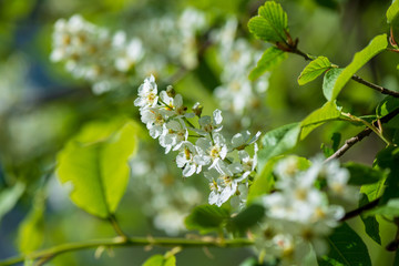 white spring flowers on natural green meadow background