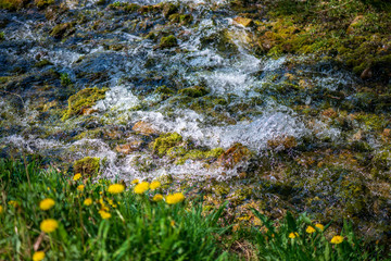 Obraz premium yellow dandelions blooming in summer dat in green meadow