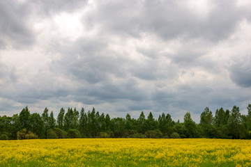 yellow dandelions blooming in summer dat in green meadow