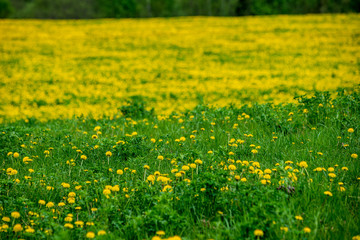 Fototapeta premium yellow dandelions blooming in summer dat in green meadow