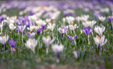 Image of a colorful field of crocuses during spring on a sunny day with blur in the back and foreground