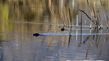 Coots swiming in the painted water. Picture of coots between branches in the water.