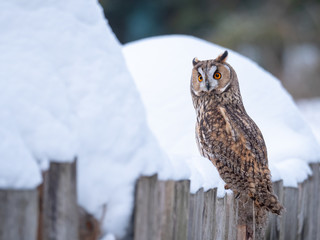 Long-eared owl (Asio otus) sitting on snow. Beautiful owl with orange eyes in snowy forest. Long eared owl portrait. 